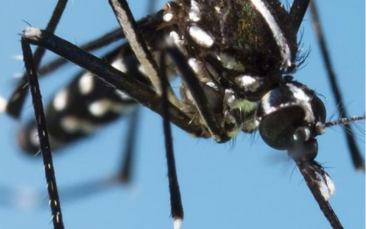 Tracking malaria and mosquitoes with the help of pregnant women and city dwellers
